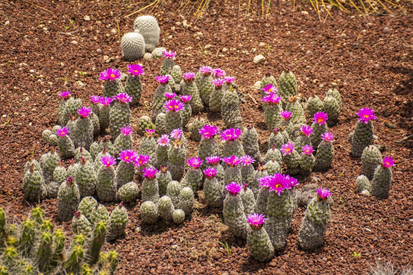 Jardín botánico “El Izotal” de la UASLP, un paraíso para amantes de cactus y suculentas